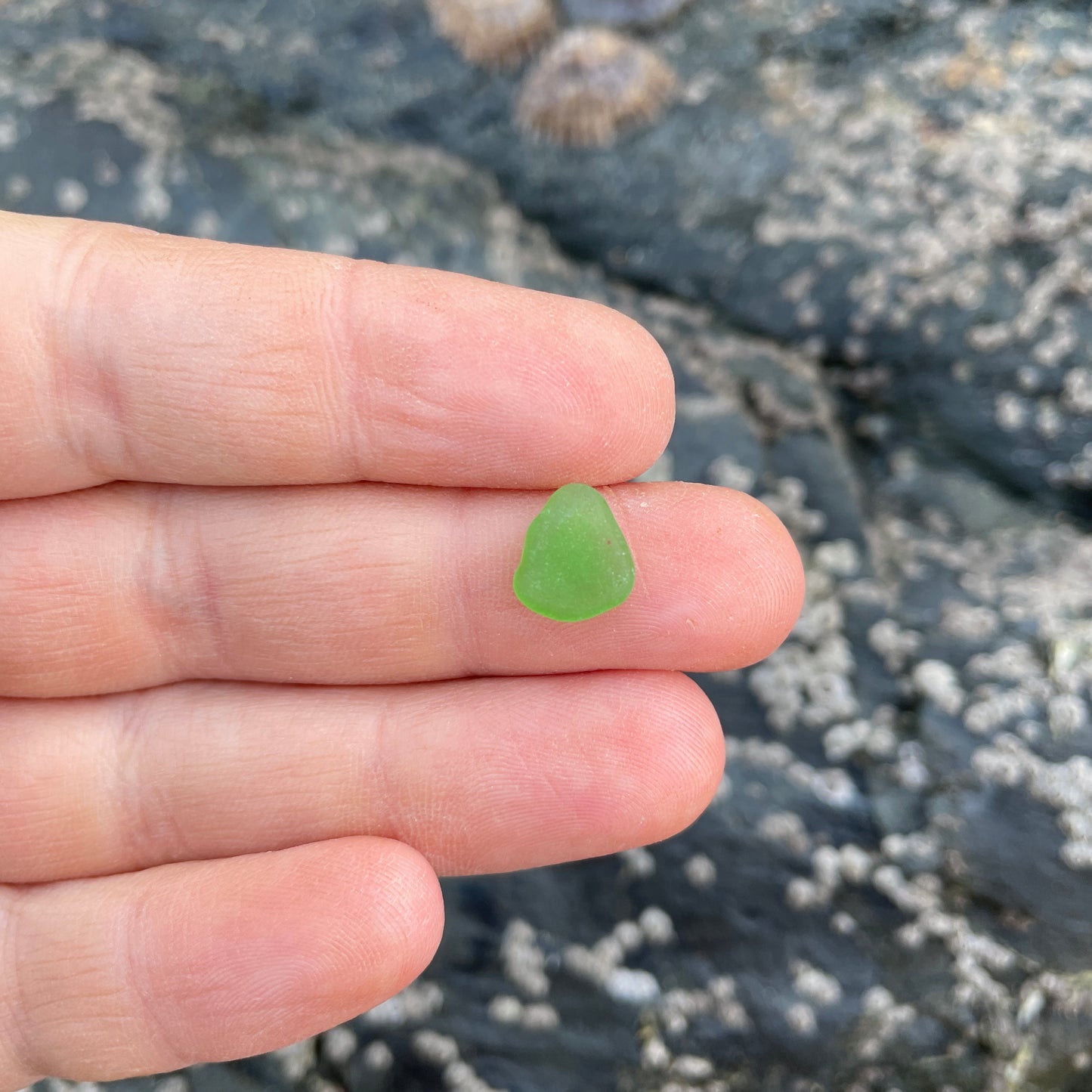 Bottle Green image 1