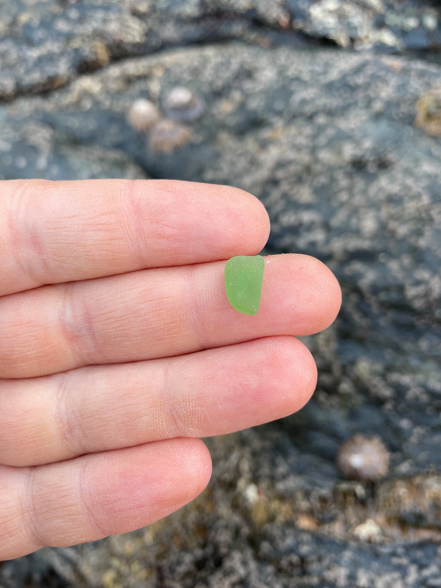 Bottle Green image 1