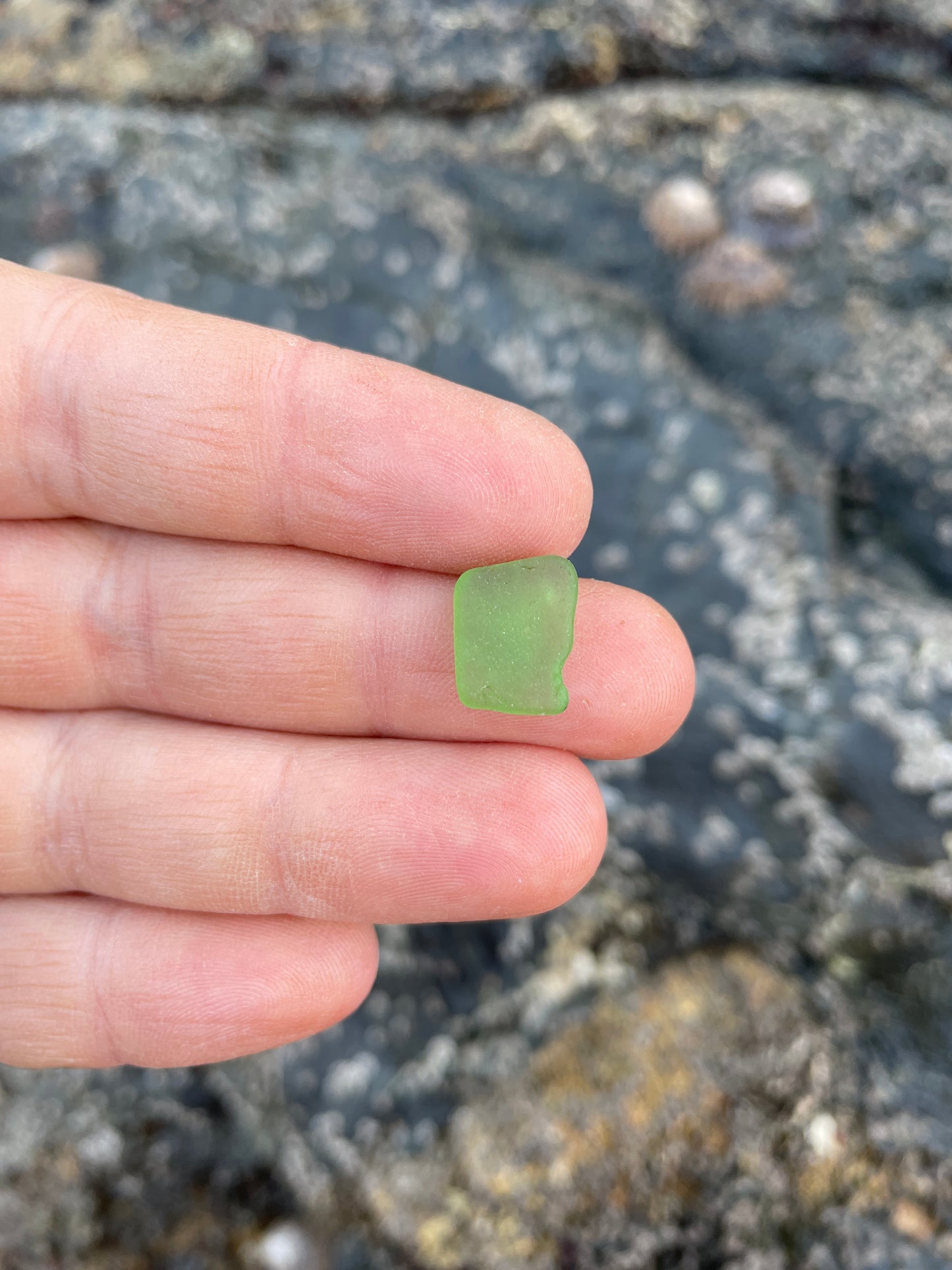 Bottle Green image 1