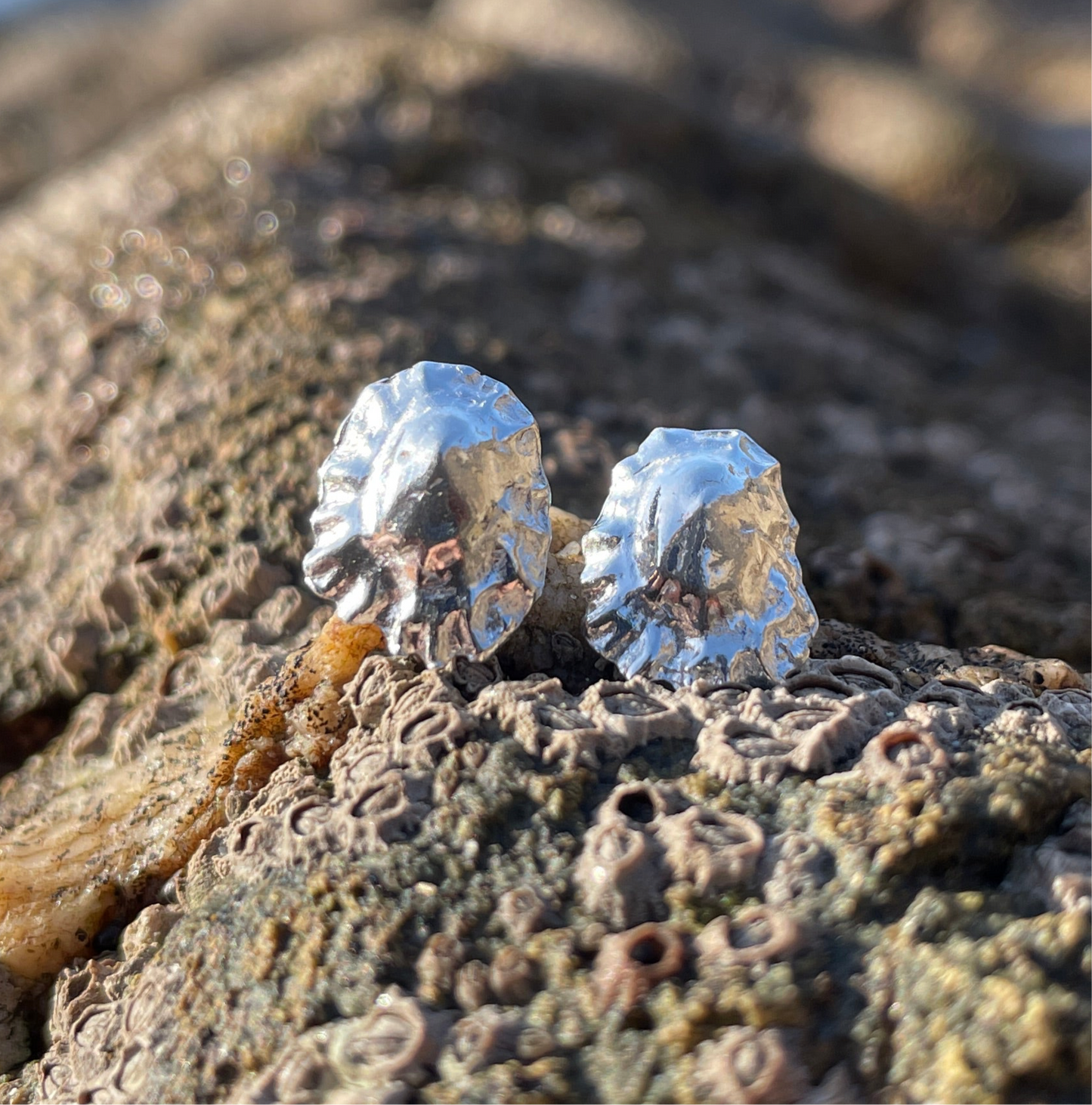 Limpet Shell Stud Earrings