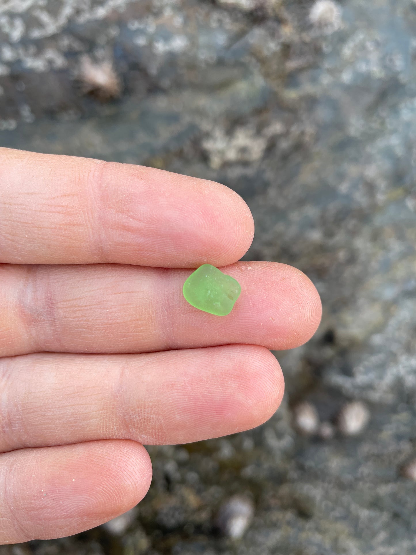 Bottle Green image 1