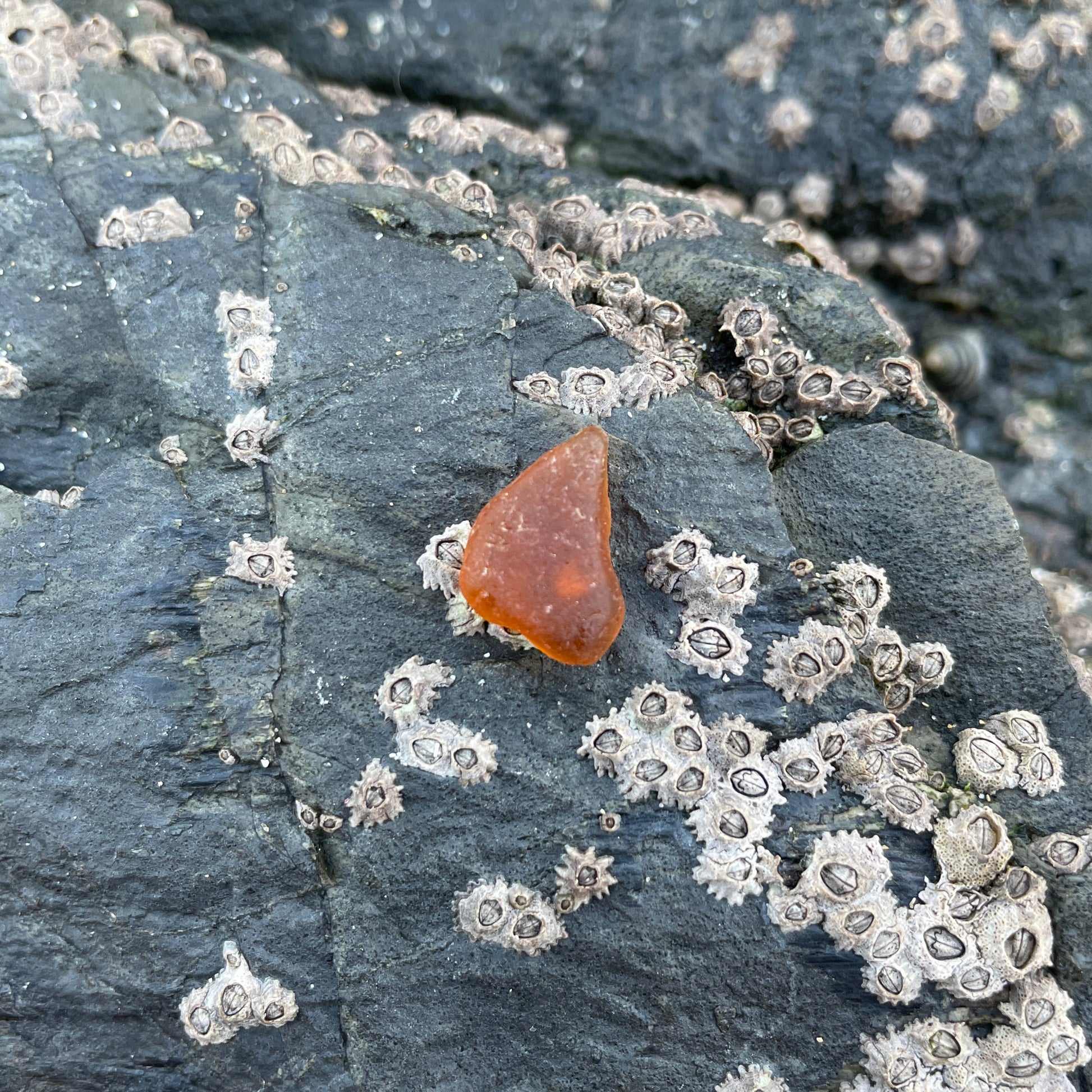 Amber image 0