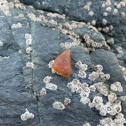 Amber image 0